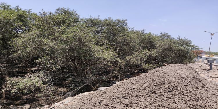 NatConnect Foundation